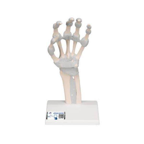 3B Scientific Hand skeleton with elastic ligaments - w/ 3B Smart Anatomy 1013683